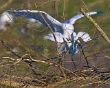Breeding Egrets_45559